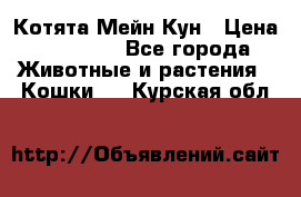 Котята Мейн Кун › Цена ­ 15 000 - Все города Животные и растения » Кошки   . Курская обл.